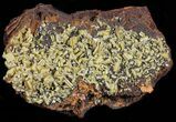 Sandwich Wulfenite Cluster - Ojuela Mine, Mexico (New Find) #50773-3